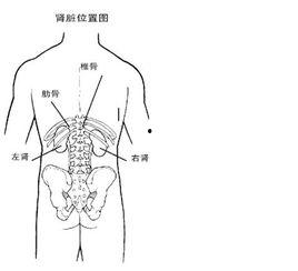人肾图片,人体肾脏结构图解与功能概述