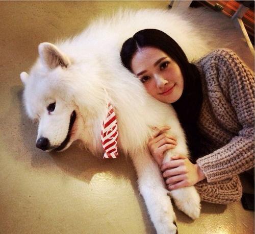 娱乐圈养狗明星,狗狗们的明星生活