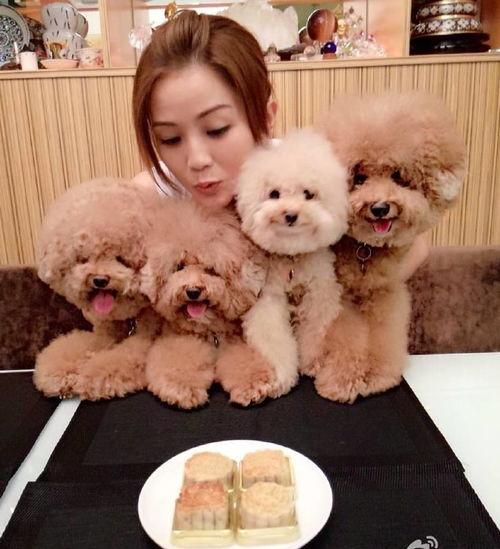 娱乐圈养狗明星,狗狗们的明星生活