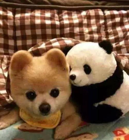 日本网红俊介,日本网红的崛起与影响力